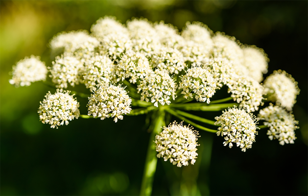 Angelica pianta sacra