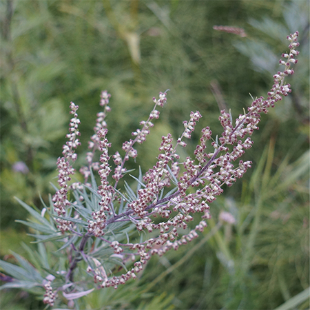 artemisia utilizzo magico