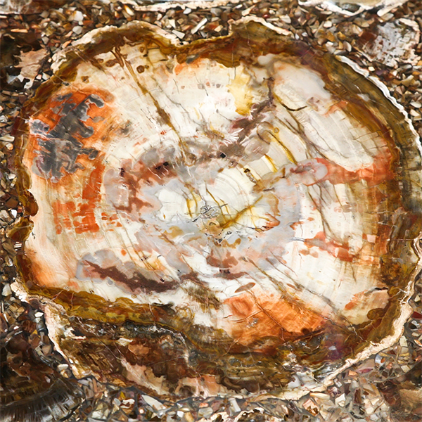 Legno silicizzato foto