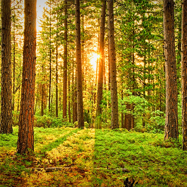 spiriti degli alberi