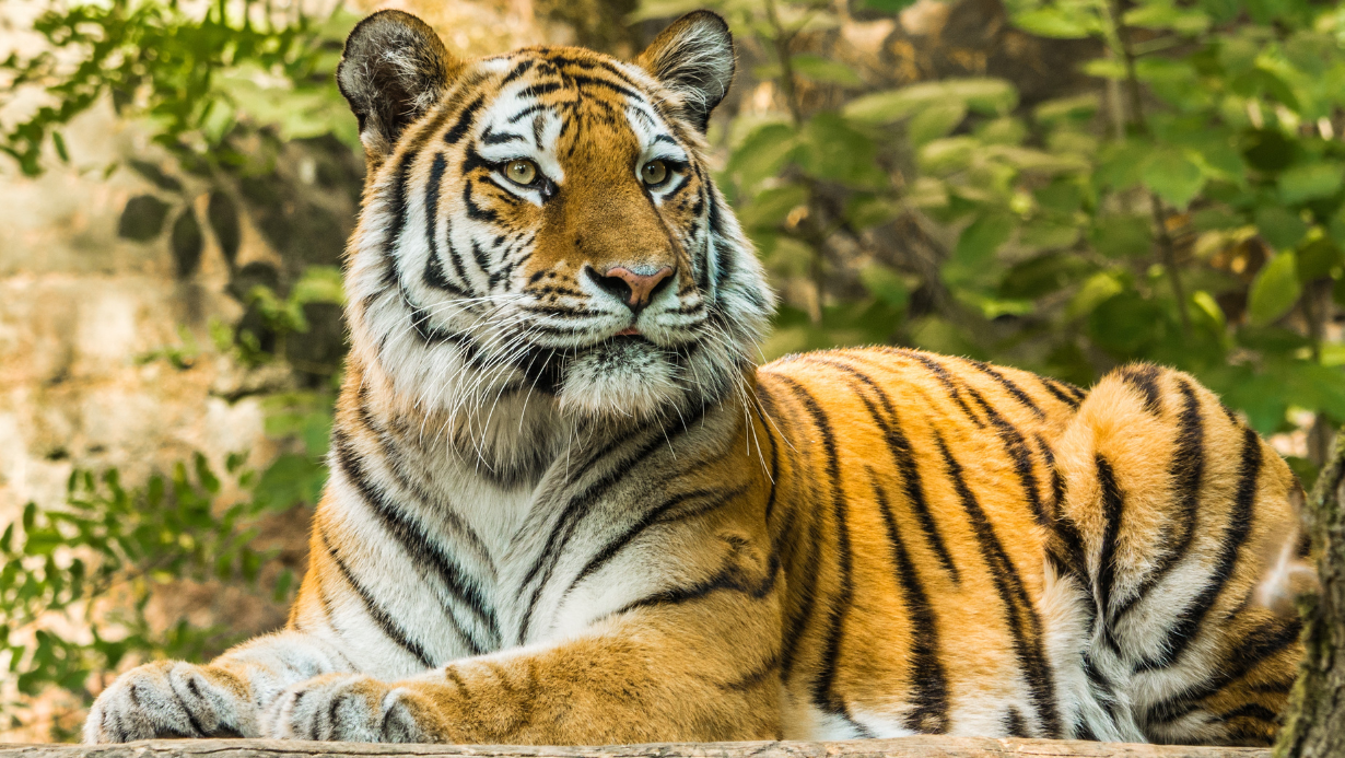 Tigre Animale guida