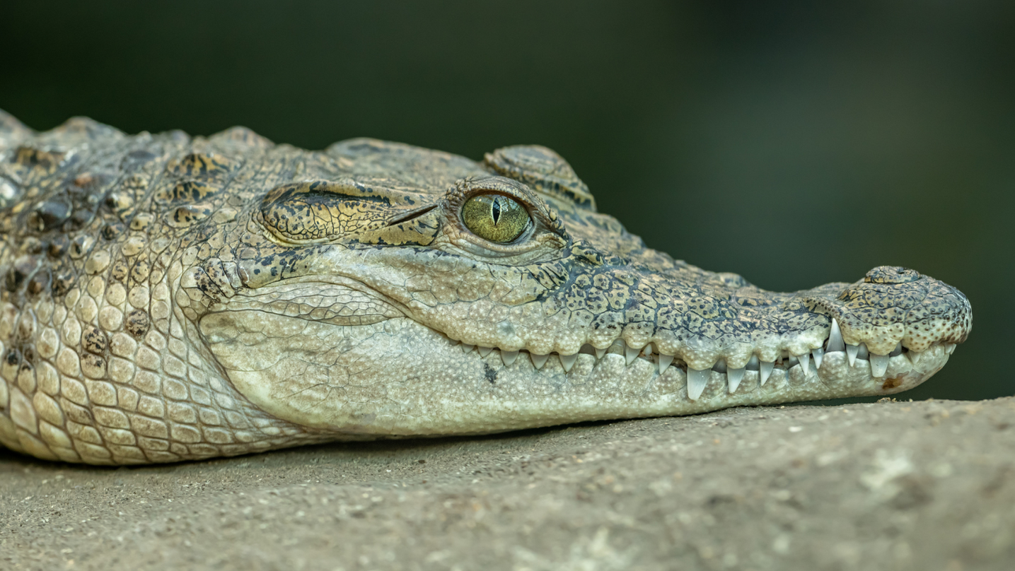 Alligatore Animale di potere