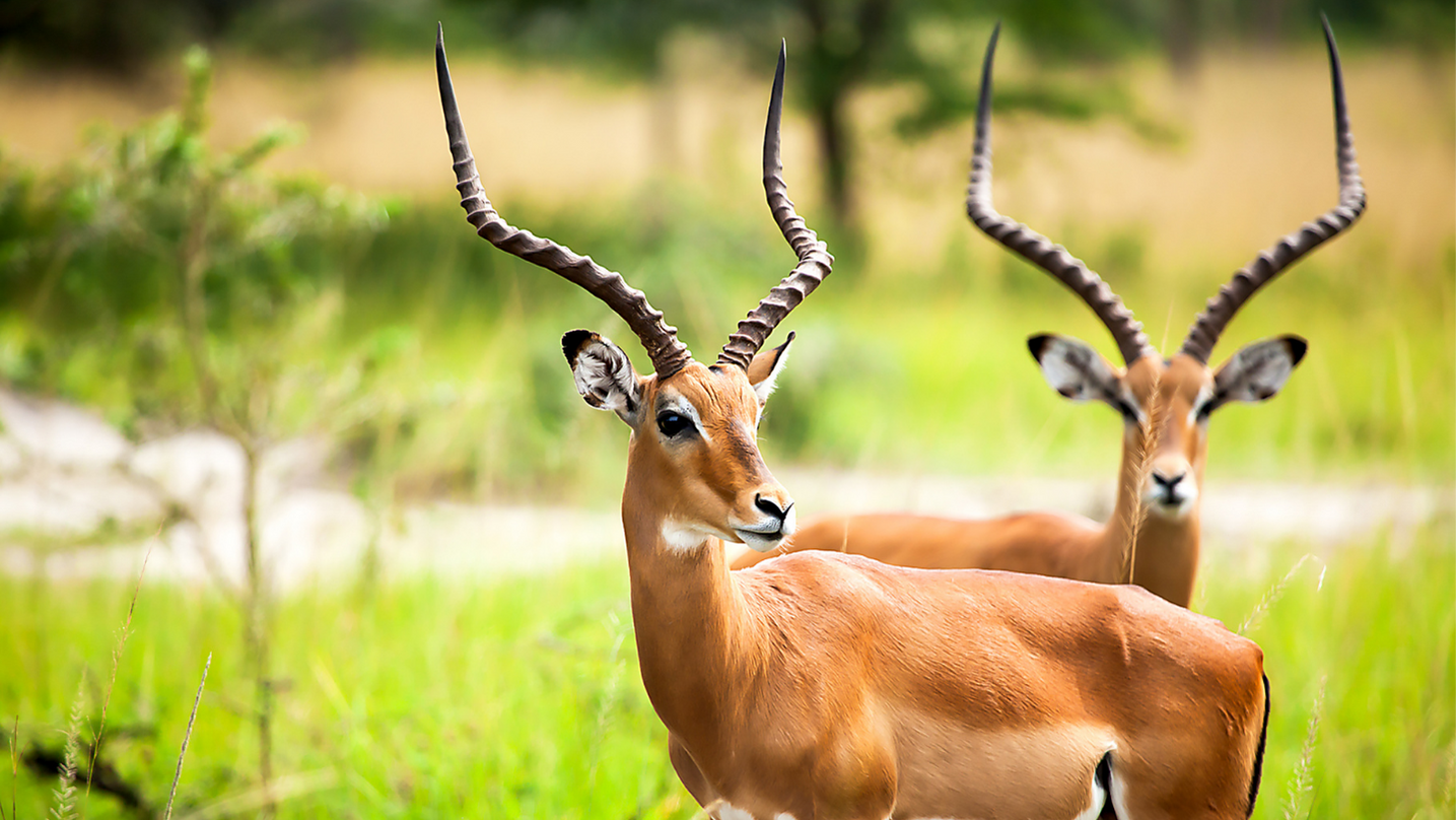 Antilope significato sciamanico