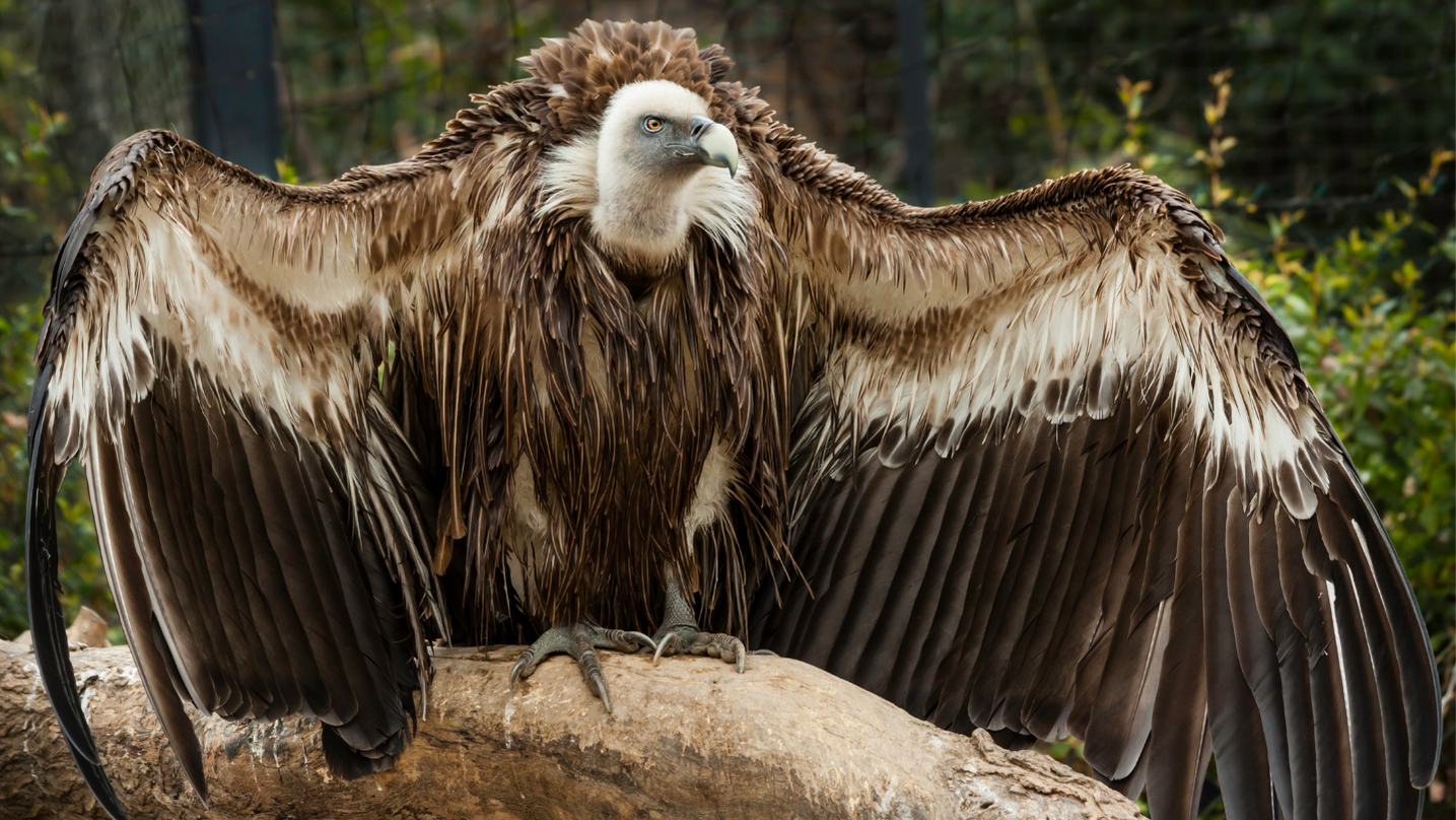 Avvoltoio animale totemico sciamanesimo