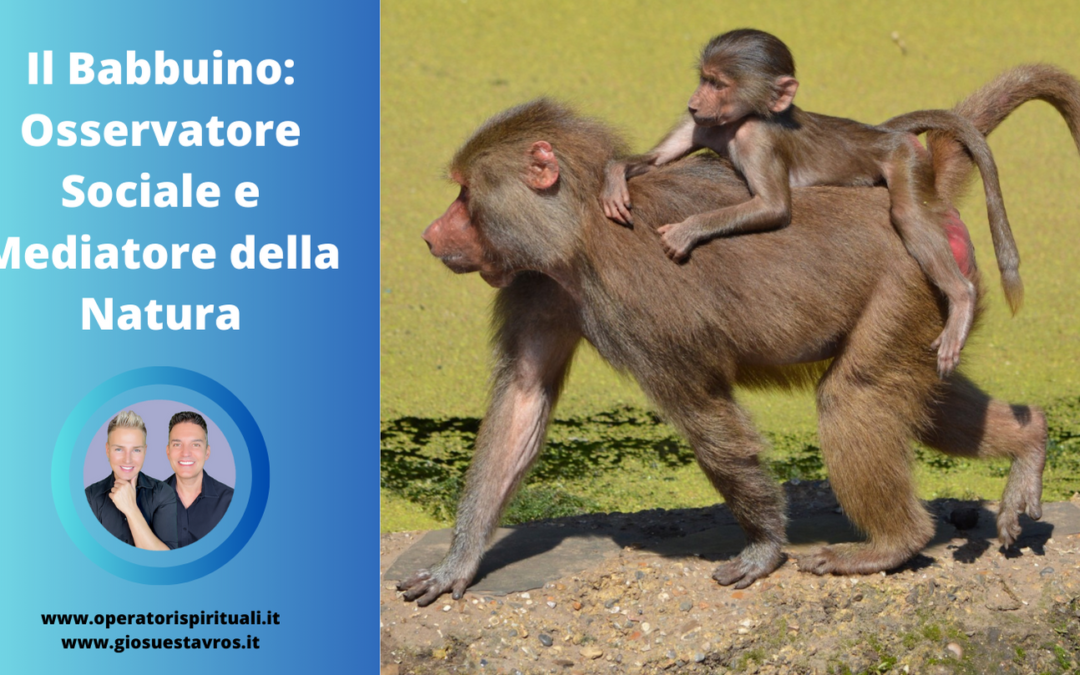 Babbuino Animale Totem, Animale di Potere, Animale Guida