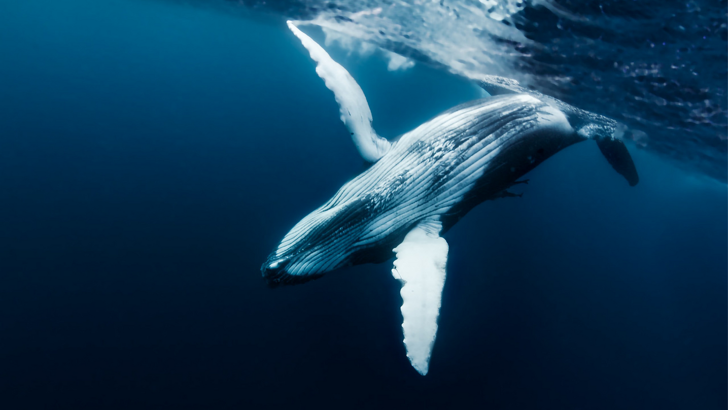 Balena animale totemico sciamanesimo