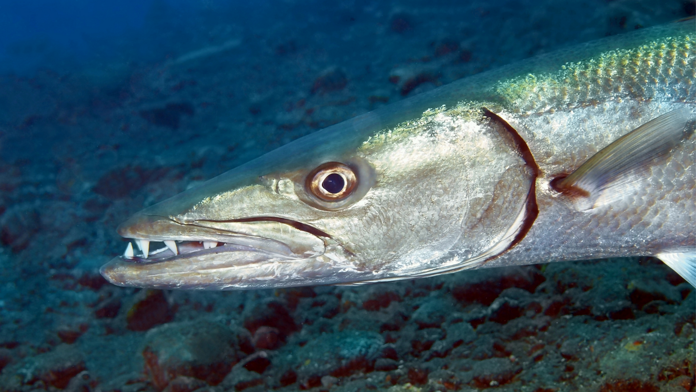 Barracuda animale totemico sciamanesimo