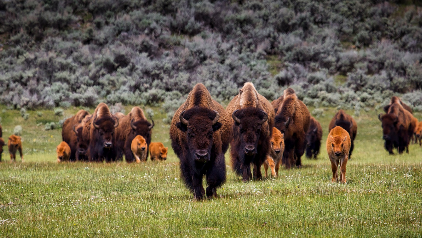 Bisonte animale totemico sciamanesimo