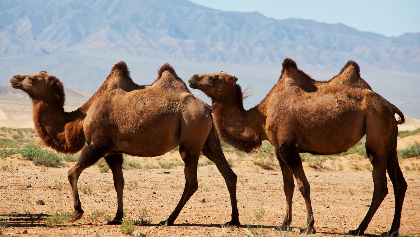 Cammello animale totemico sciamanesimo