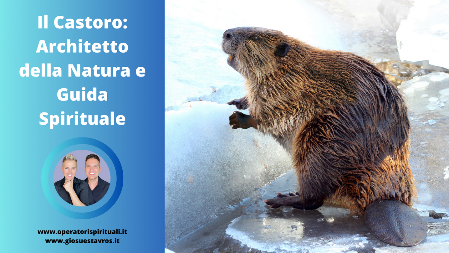 Castoro animale totem sciamanesimo