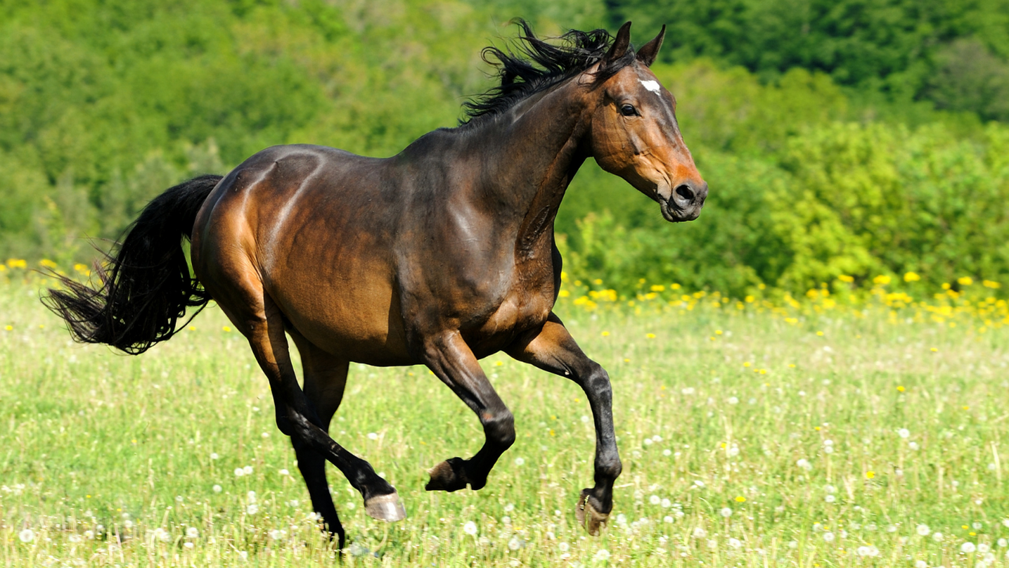 Cavallo animale totemico sciamanesimo