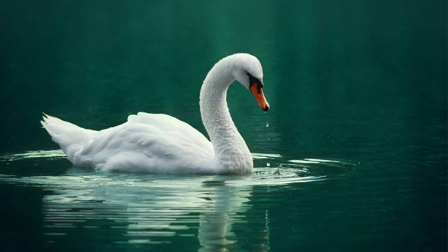 Cigno animale totemico sciamanesimo Cigno animale totemico sciamanesimo
