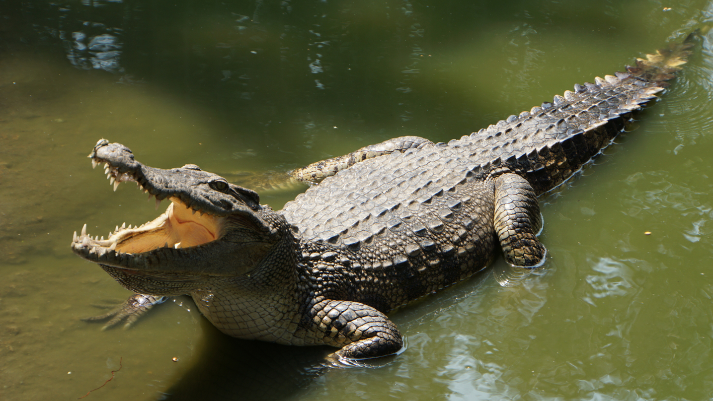 Coccodrillo animale totemico sciamanesimo