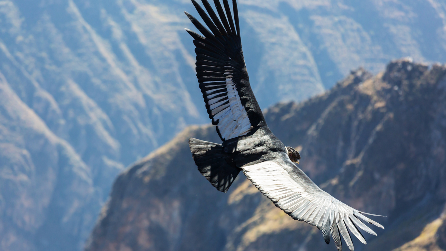 Condor animale totem