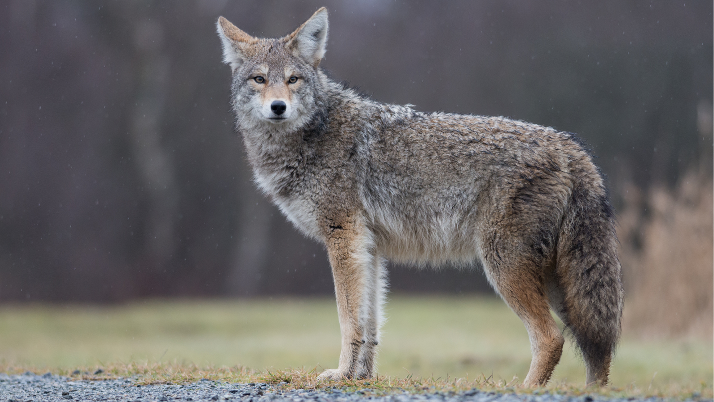 Coyote animale totemico