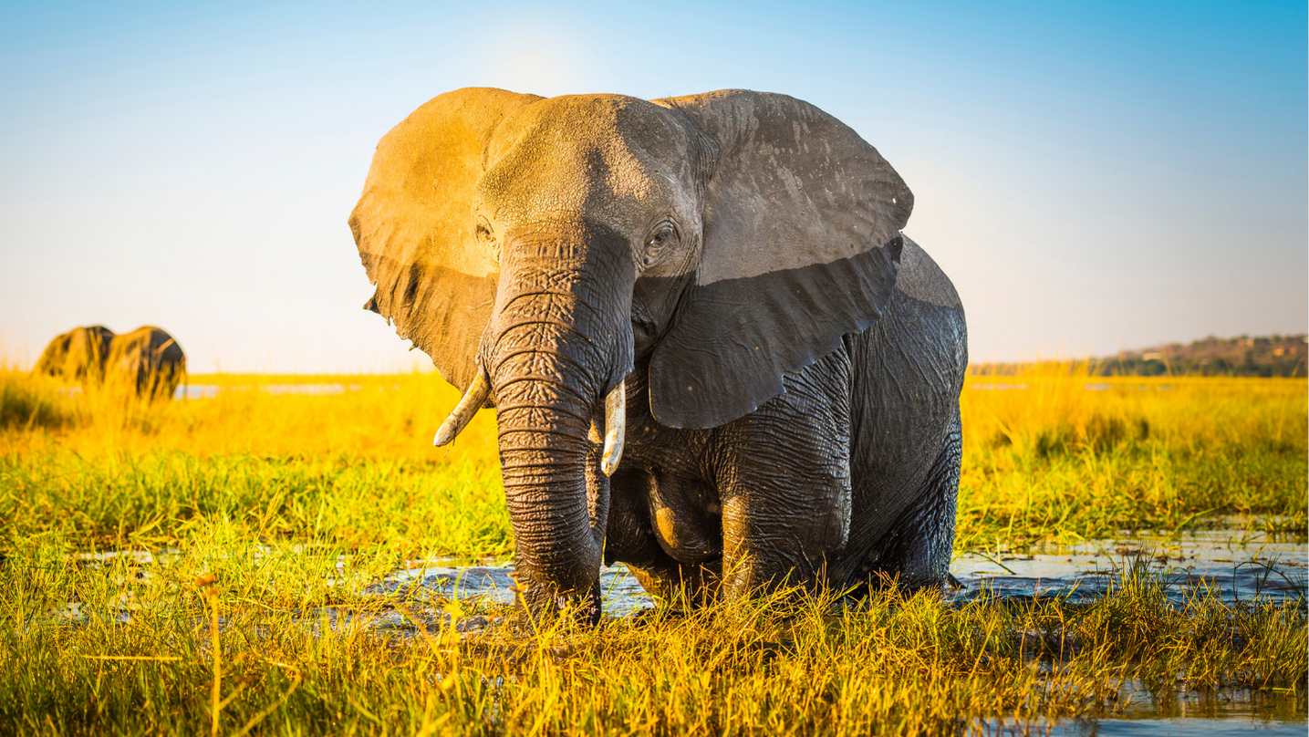 Elefante animale totemico