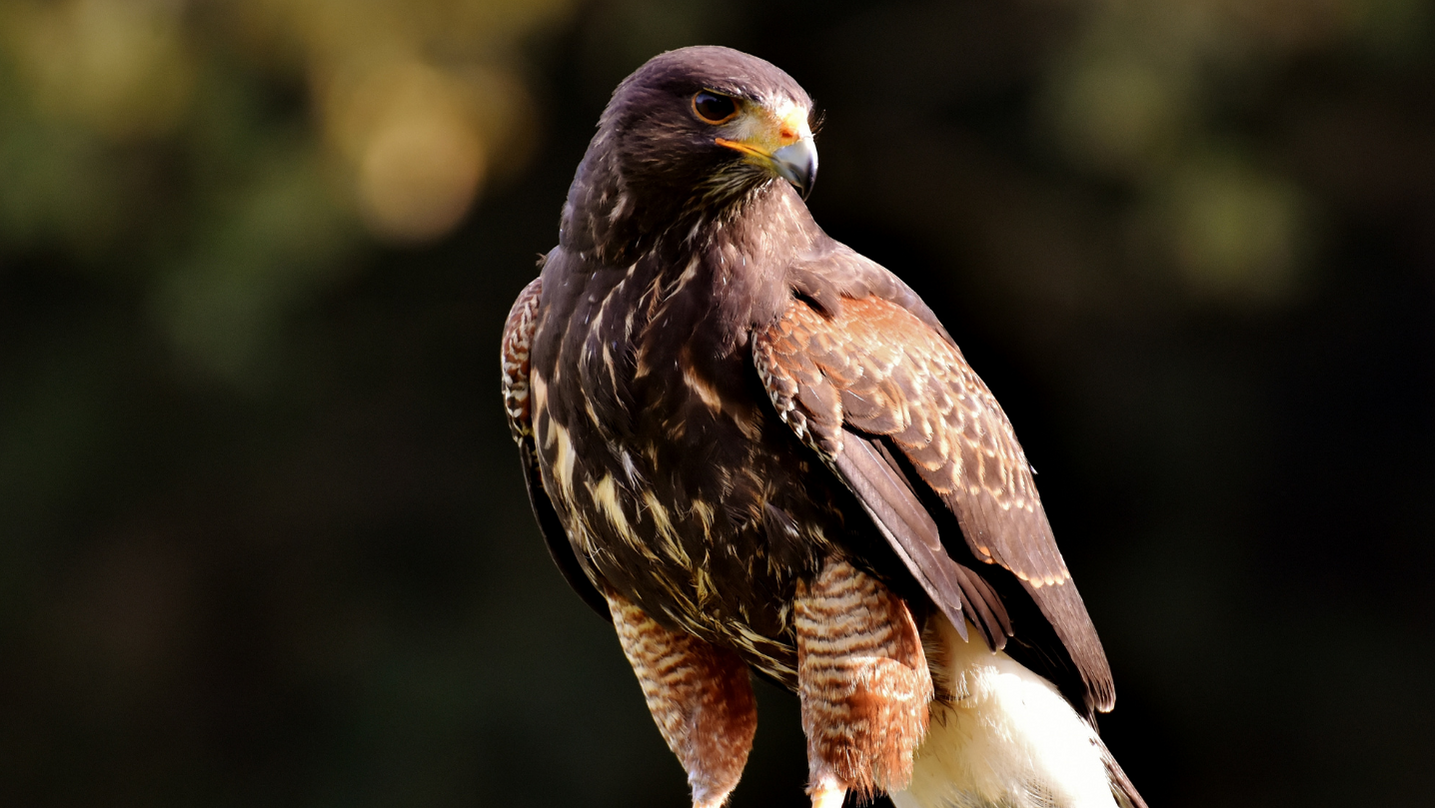 Falco animale guida