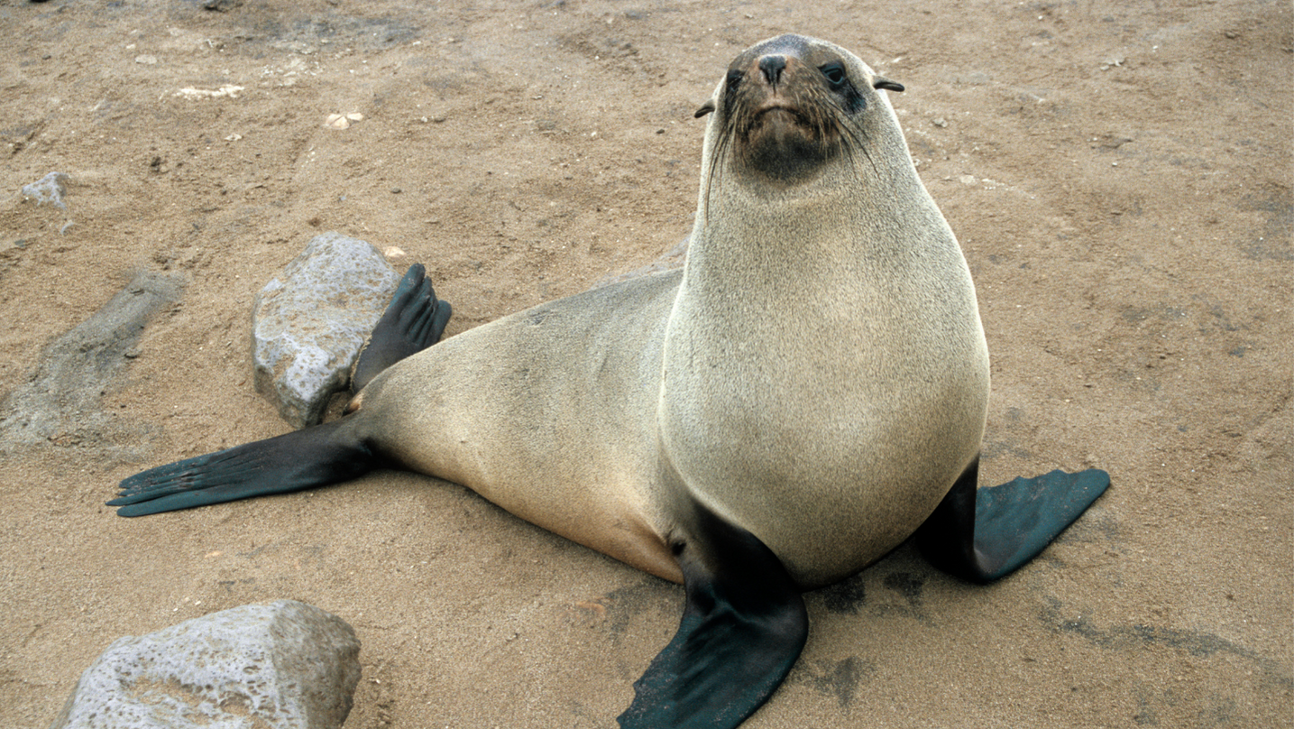 Foca Animale totemico