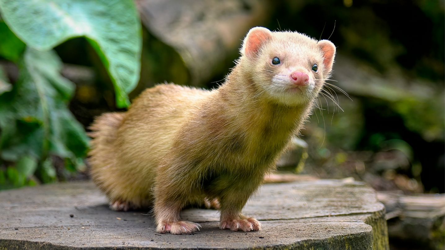 Furetto animale totemico