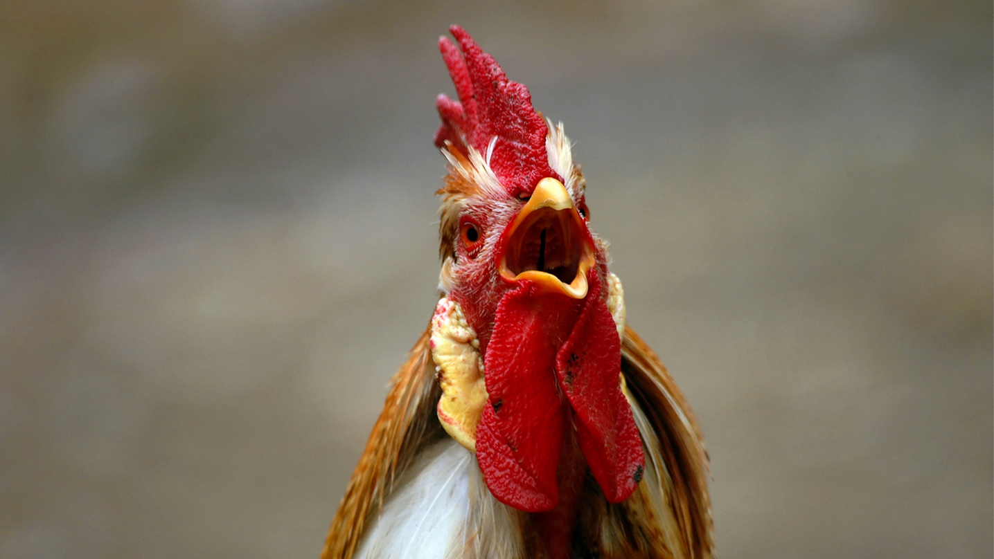 Gallo animale totemico