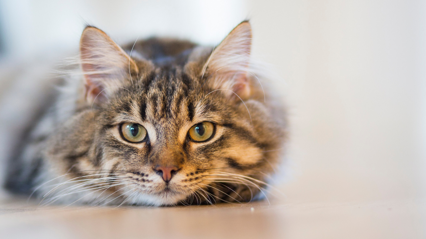 Gatto animale totemico