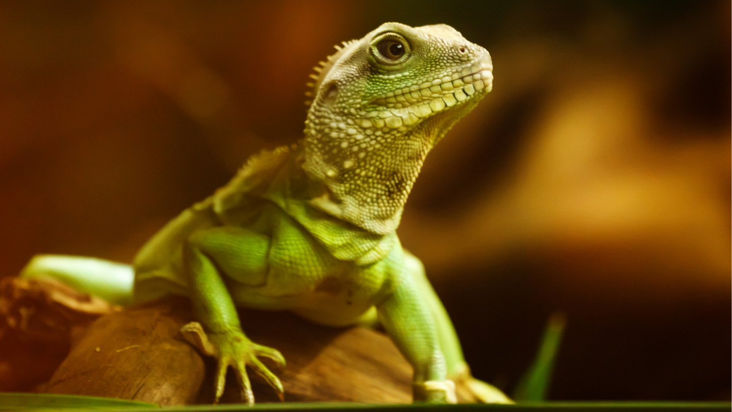 Geco animale totemico