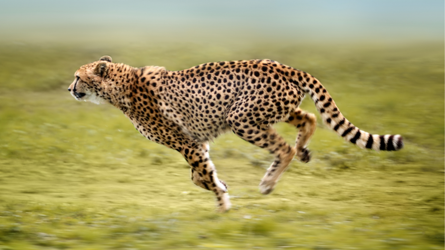 Ghepardo Animale totemico