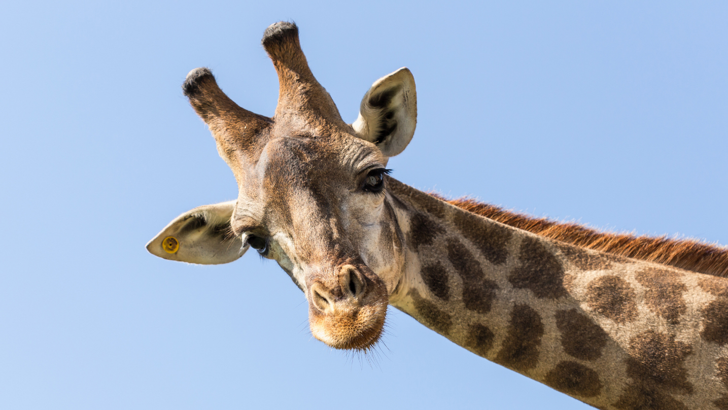 Giraffa animale totemico
