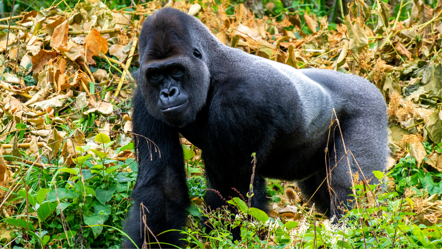 Gorilla animale totemico