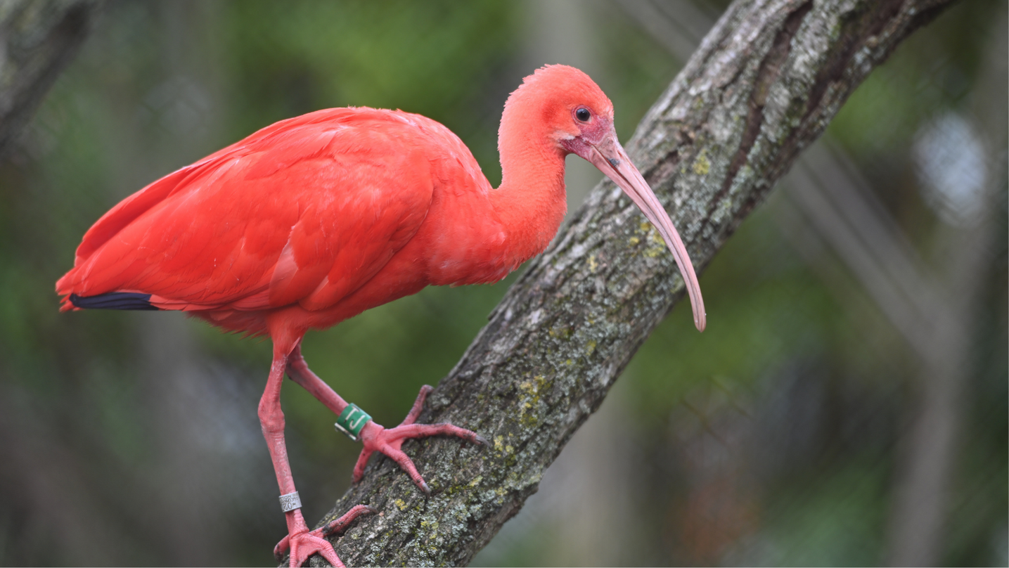Ibis animale totemico