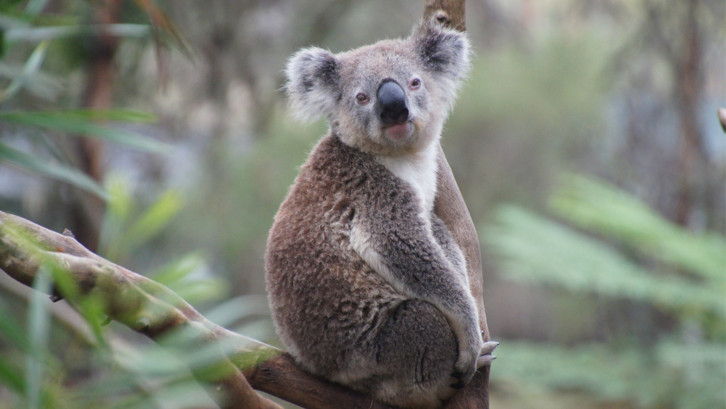 Koala animale totemico