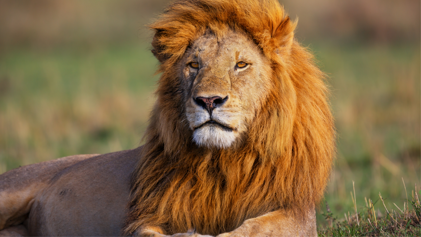 Leone animale totemico