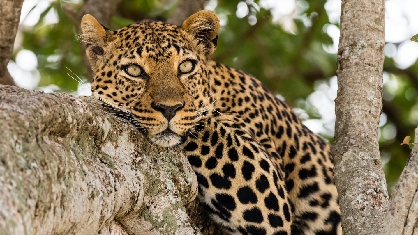 Leopardo animale totemico