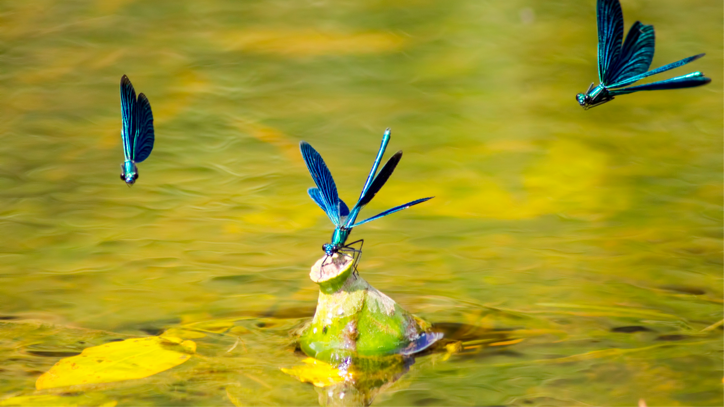 Libellula animale totemico