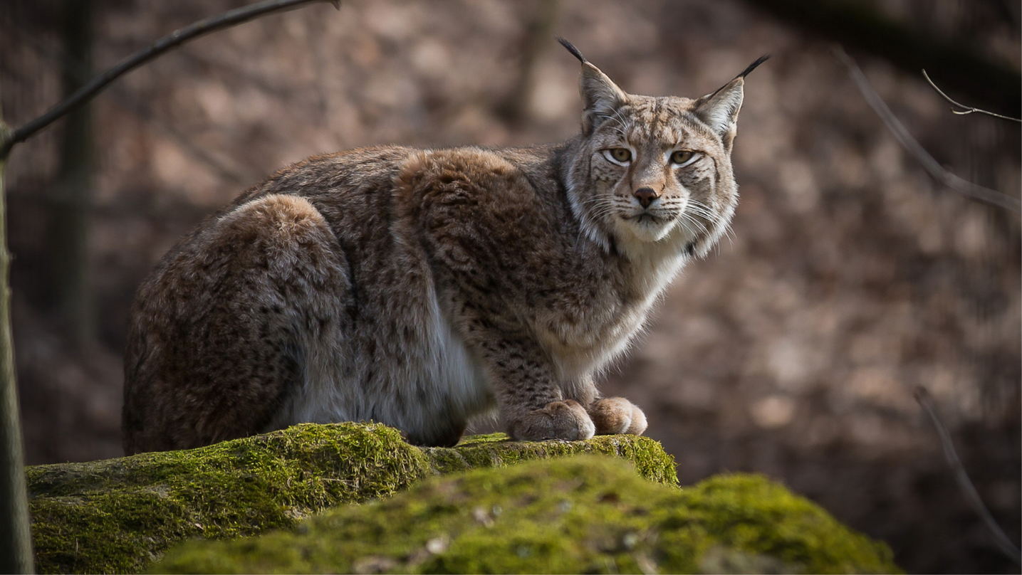 Lince animale totemico