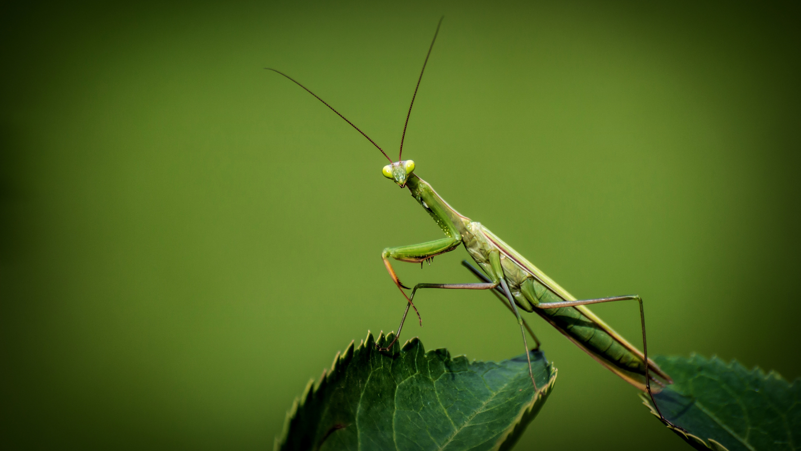 Mantide religiosa animale