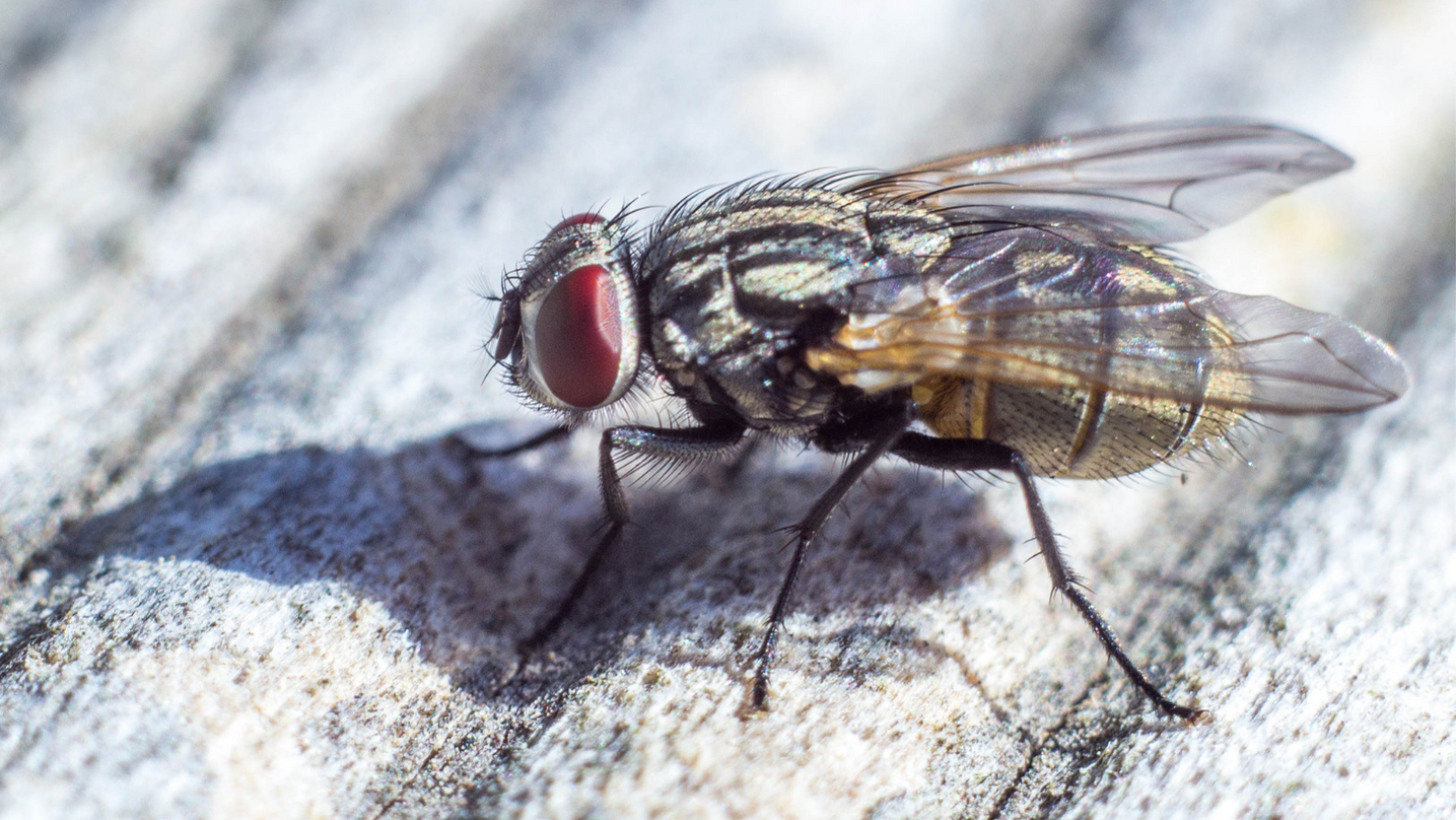 Mosca animale totemico
