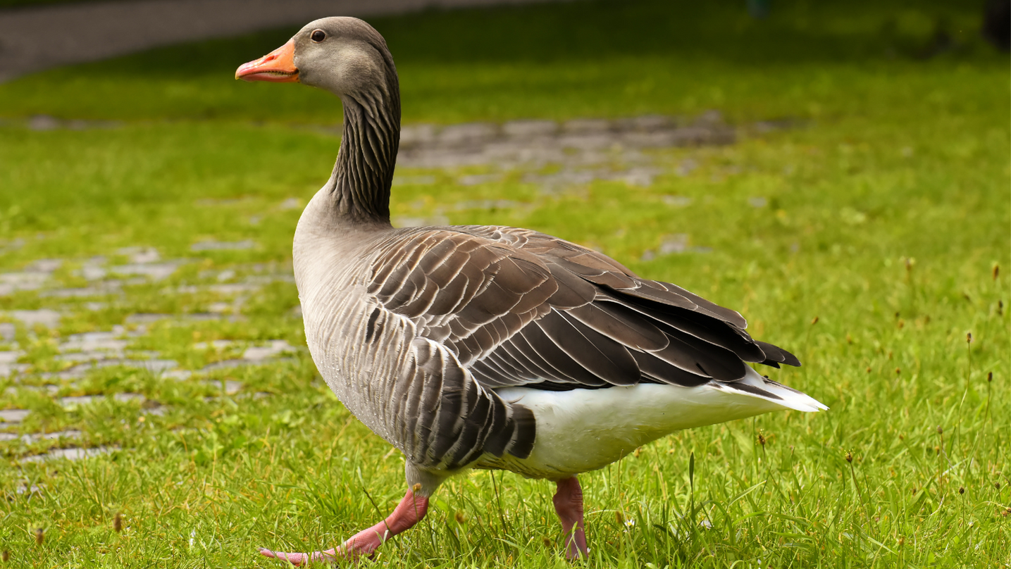 Oca animale totemico