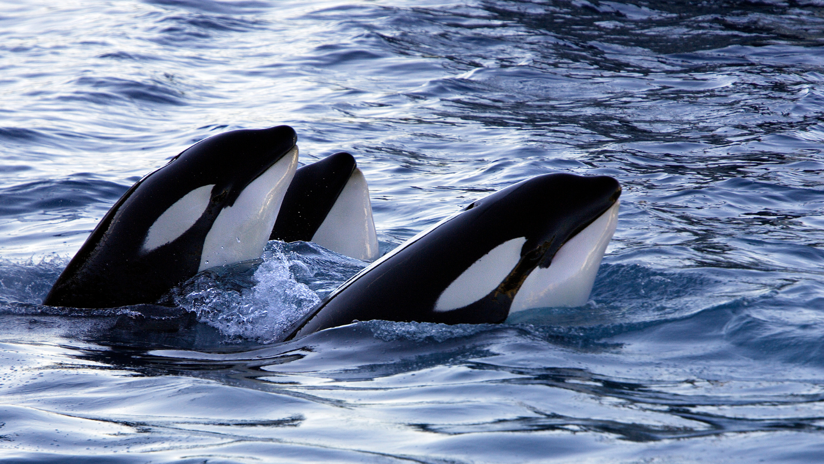 Orca animale totemico