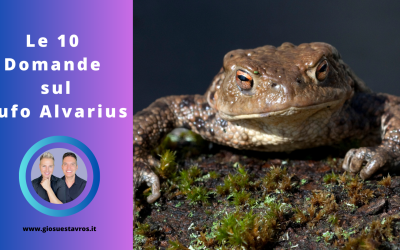 Scopri le 10 Domande e Curiosità sul Bufo Alvarius nello Sciamanesimo
