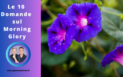 Scopri le 10 Domande Più Frequenti sul Morning Glory (Ipomea violacea) nello Sciamanesimo