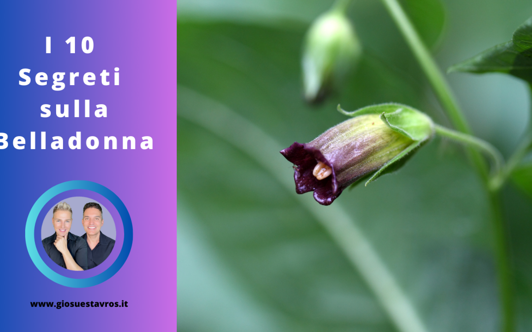 I 10 Segreti sulla Belladonna (Atropa belladonna) nello Sciamanesimo che Nessuno ti Rivela