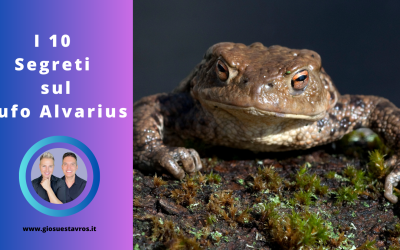 I 10 Segreti sul Bufo Alvarius nello sciamanesimo che nessuno ti rivela
