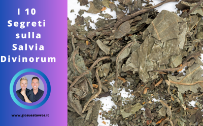 I 10 Segreti sulla Salvia Divinorum nello Sciamanesimo che Nessuno ti Rivela