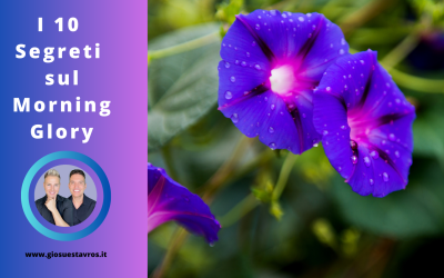 I 10 Segreti sul Morning Glory (Ipomea violacea) nello Sciamanesimo che Nessuno ti Rivela