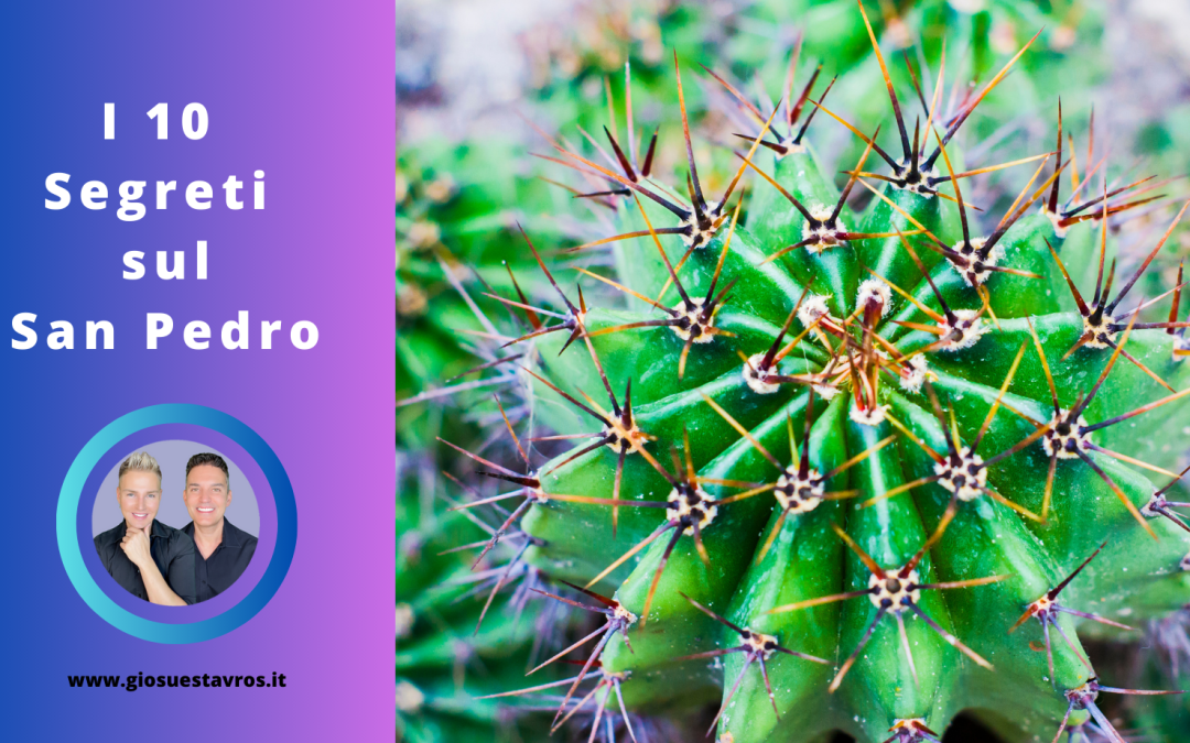 I 10 Segreti sul San Pedro (Huachuma) nello sciamanesimo che nessuno ti rivela