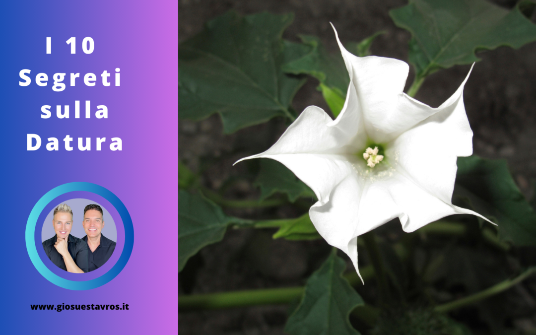 I 10 Segreti sulla Datura nello Sciamanesimo che Nessuno ti Rivela