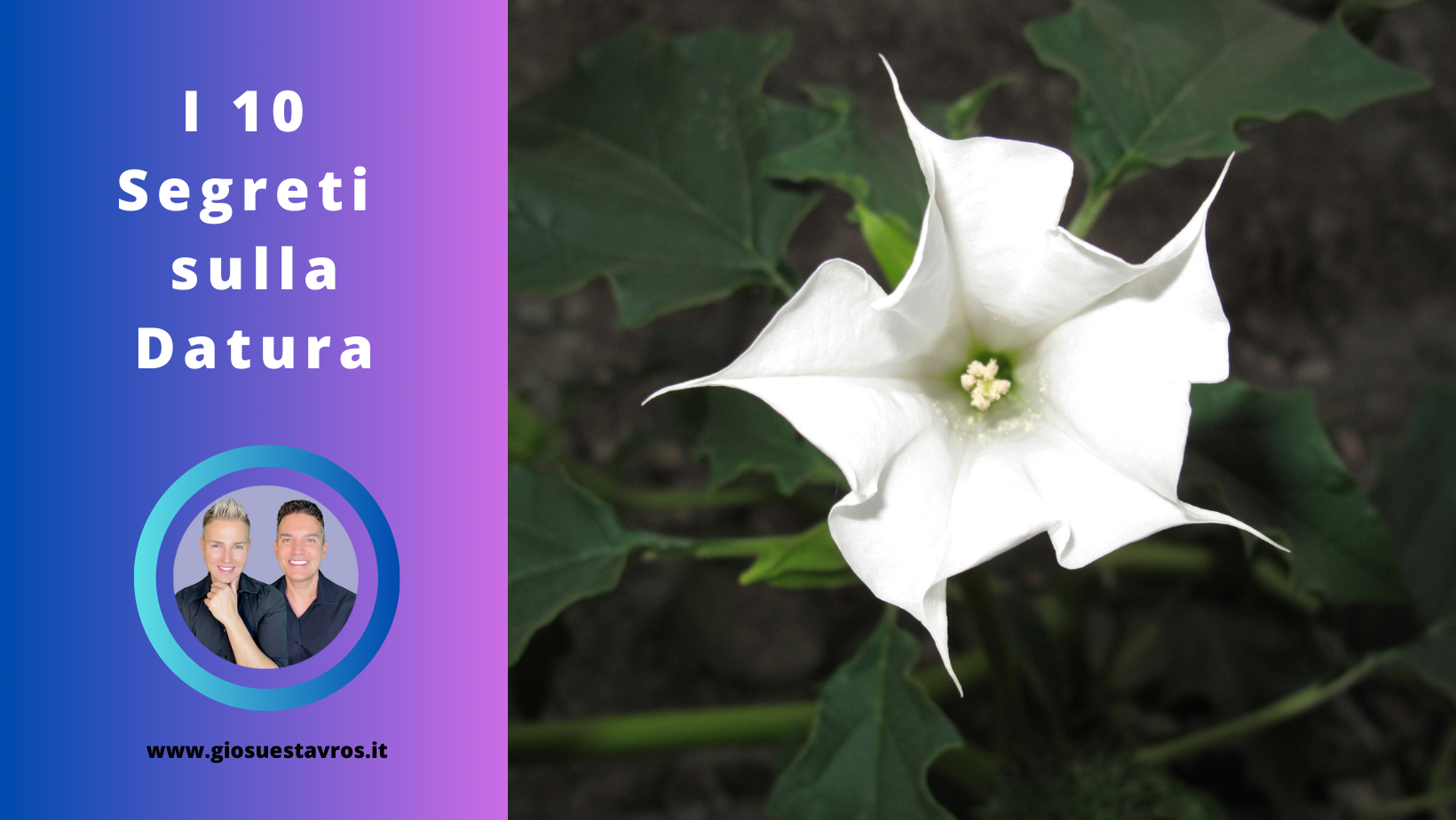 Segreti sulla Datura Sciamanesimo